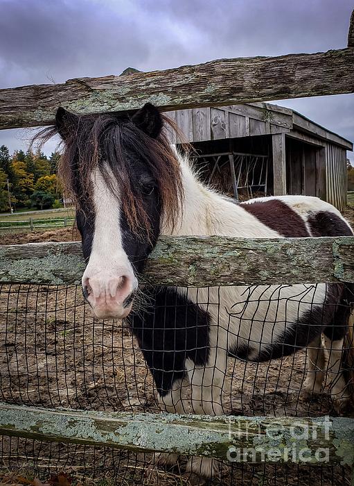 Tendercrop Pony by Mary Capriole Tendercrop Pony by Mary Capriole